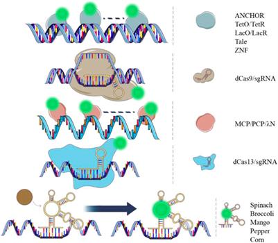 Live cell imaging of DNA and RNA with fluorescent signal amplification and background reduction techniques
